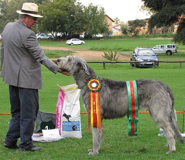 Irish Wolfhound Club of Gauteng