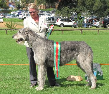 Irish Wolfhound Club of Gauteng